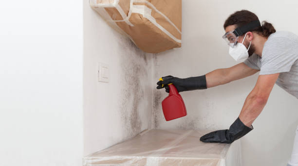 Professional Basement Mold Removal technician working in Lakehurst, NJ