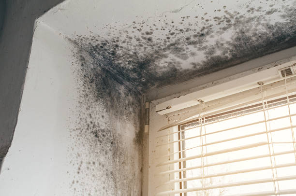 Affordable Basement Mold Removal solutions in Lakehurst, NJ